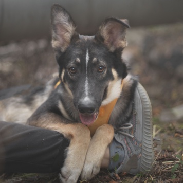 Собаки в добрые руки - Трюфель - 2