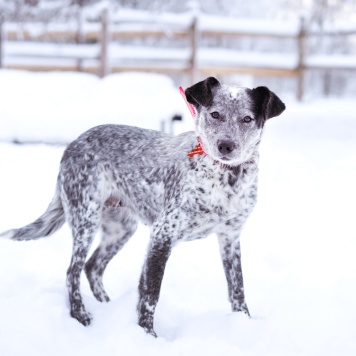 Собаки в добрые руки - Леди - 1