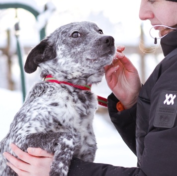 Собаки в добрые руки - Леди - 2