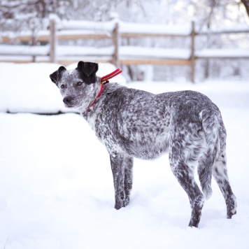 Собаки в добрые руки - Леди - 4