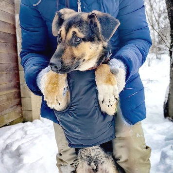 Кай - Собаки в добрые руки