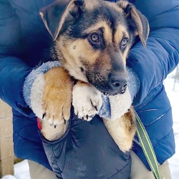Собаки в добрые руки - Кай - 1