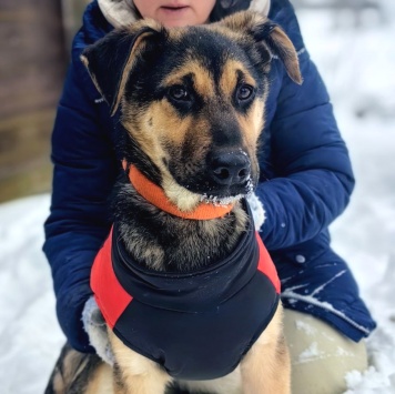 Собаки в добрые руки - Кай - 2