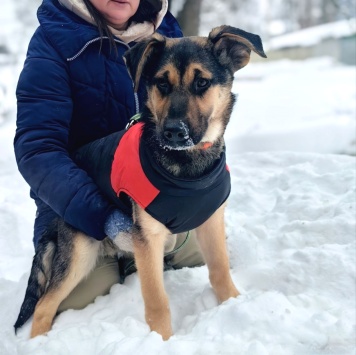 Собаки в добрые руки - Кай - 3