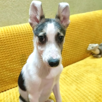 Собаки в добрые руки - Юкон