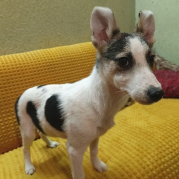 Собаки в добрые руки - Юкон - 1