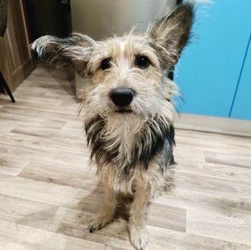 Собаки в добрые руки - Тася