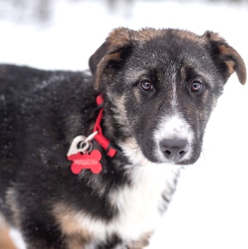 Лада - Собаки в добрые руки