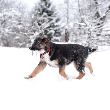 Собаки в добрые руки - Лада - 1
