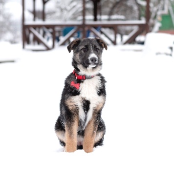 Собаки в добрые руки - Лада - 2