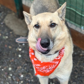 Собаки в добрые руки - Сатурн