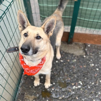 Собаки в добрые руки - Сатурн - 1