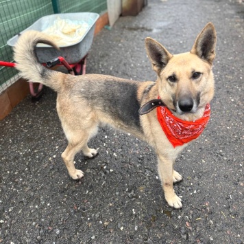 Собаки в добрые руки - Сатурн - 2