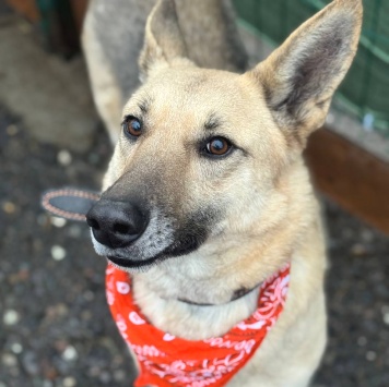 Собаки в добрые руки - Сатурн - 3