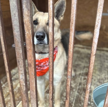 Собаки в добрые руки - Сатурн - 4