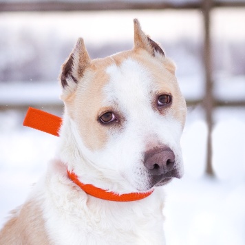 Собаки в добрые руки - Энжи