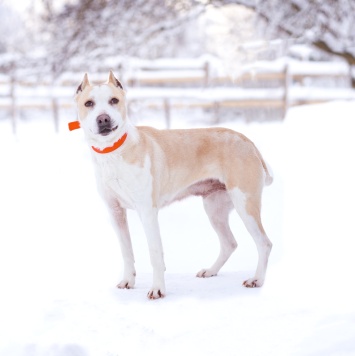 Собаки в добрые руки - Энжи - 2