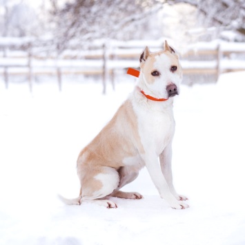 Собаки в добрые руки - Энжи - 3