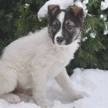 щенки - Собаки в добрые руки