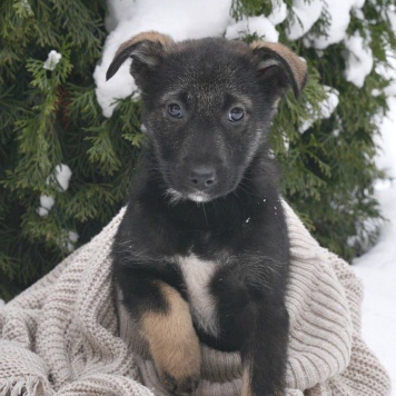 Собаки в добрые руки - щенки - 1