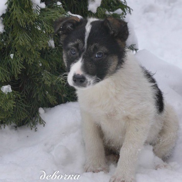 Собаки в добрые руки - щенки - 2