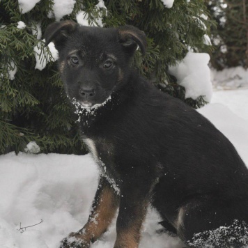 Собаки в добрые руки - щенки - 3