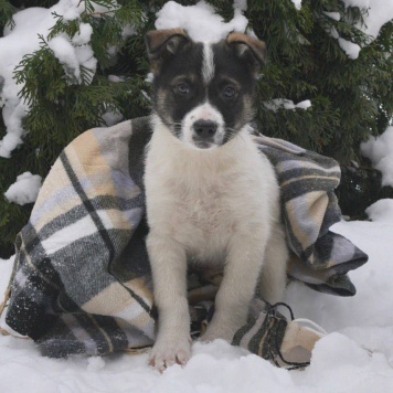 Собаки в добрые руки - щенки - 4