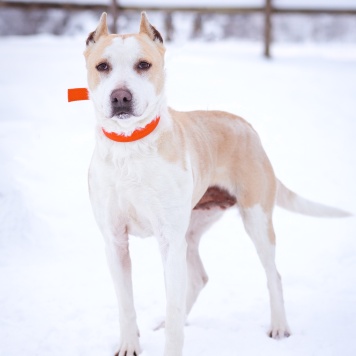 Собаки в добрые руки - Энжи - 2