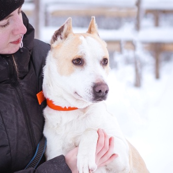 Собаки в добрые руки - Энжи - 4