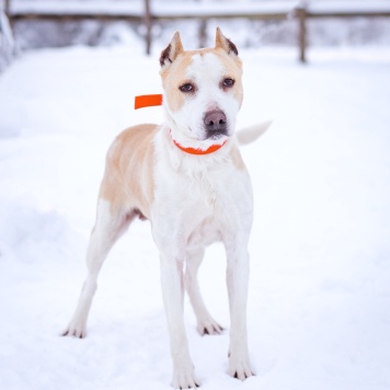 Собаки в добрые руки - Энжи - 1