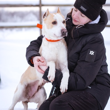 Собаки в добрые руки - Энжи - 2