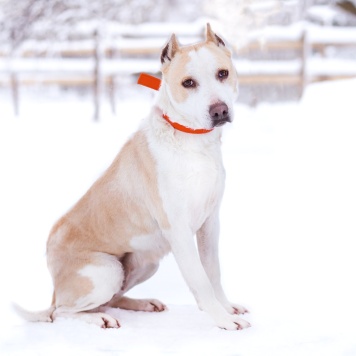 Собаки в добрые руки - Энжи - 3