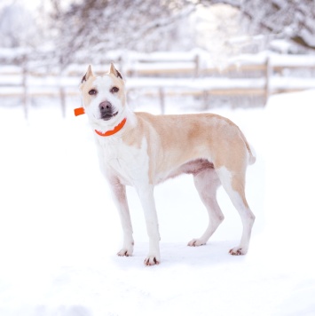 Собаки в добрые руки - Энжи - 4