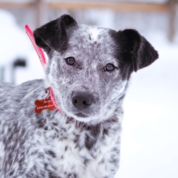 Собаки в добрые руки - Леди