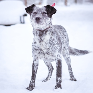 Собаки в добрые руки - Леди - 4