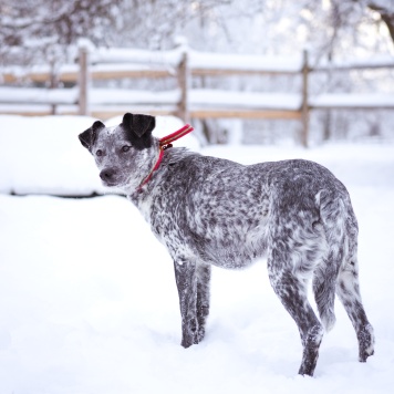 Собаки в добрые руки - Леди - 1