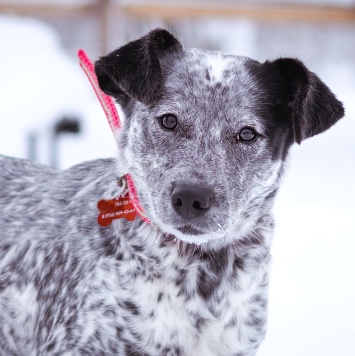 Собаки в добрые руки - Леди - 2