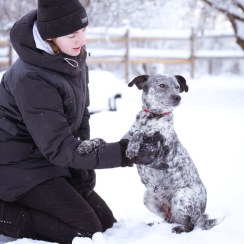 Собаки в добрые руки - Леди - 4