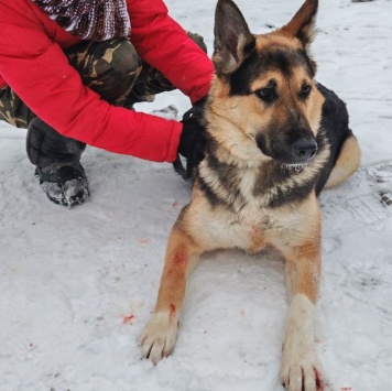 Собаки в добрые руки - Герман