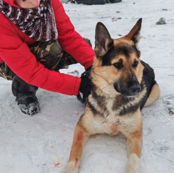 Собаки в добрые руки - Герман - 1