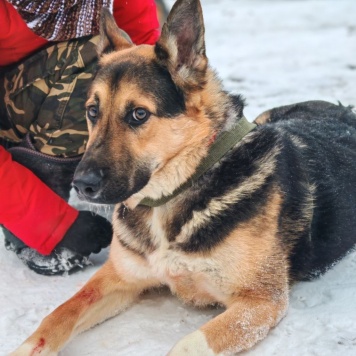 Собаки в добрые руки - Герман - 2