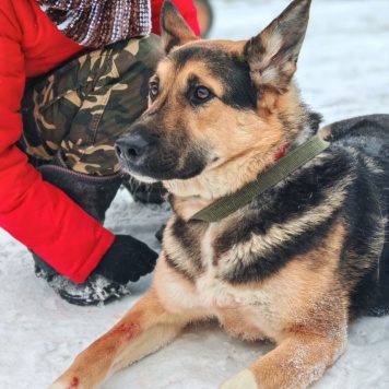 Собаки в добрые руки - Герман - 3