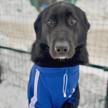 Собаки в добрые руки - Ройуш