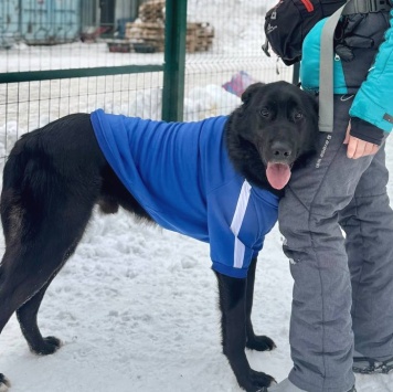 Собаки в добрые руки - Ройуш - 4