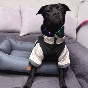 Собаки в добрые руки - Рони