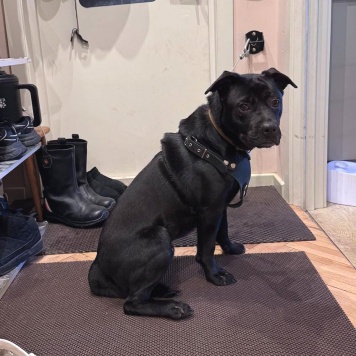 Собаки в добрые руки - Рони - 1