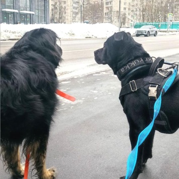 Собаки в добрые руки - Рони - 3