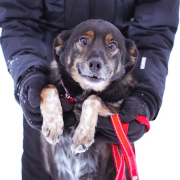 Собаки в добрые руки - Амур