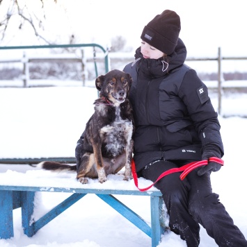 Собаки в добрые руки - Амур - 1