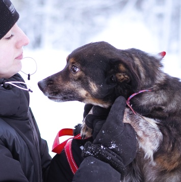 Собаки в добрые руки - Амур - 2